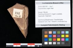 Foto (Objekt + Etikett) von Glyptostrobus ungeri Heer (NHMW-GEO-2024-0188-0181)